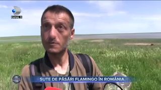 SUTE DE PĂSĂRI FLAMINGO ÎN ROMÂNIA