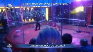 DRESOR ATACAT DE LEOAICĂ