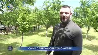 C&Acirc;INII CARE VALOREAZĂ O AVERE