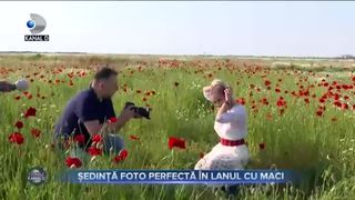 VIDEO - C&acirc;mpurile de maci, următoarea &bdquo;victimă&rdquo; &icirc;n calea amatorilor de ședințe foto