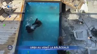 URȘII AU VENIT LA BĂLĂCEALĂ