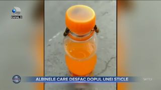 ALBINELE CARE DESFAC DOPUL UNEI STICLE