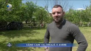CAINII CARE VALOREAZA O AVERE