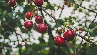 C&acirc;nd se coc, de fapt, cireşele de mai?