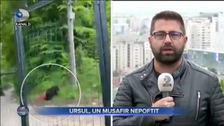 Ursul - un musafir nepoftit