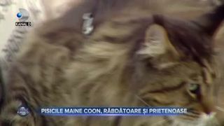 Maine Coon, pisicile de care te îndrăgostești