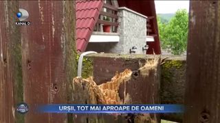 Ursii, tot mai aproape de oameni
