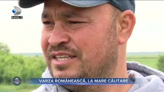 Varza romaneasca, la mare cautare