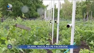 Zilierii, racolati pe Facebook