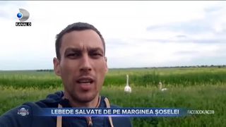Lebede salvate de pe marginea șoselei
