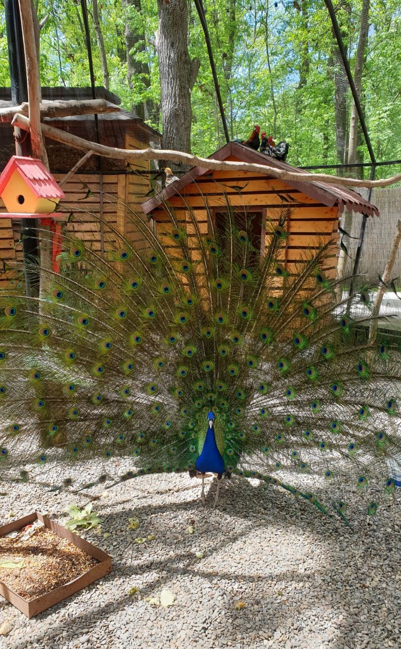 roventura 5 iunie 2021