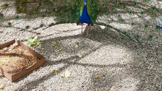 roventura 5 iunie 2021