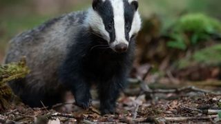 Proprietățile vindecătoare ale grăsimii de bursuc