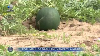 Porumbul de Dăbuleni, v&acirc;ndut la mare