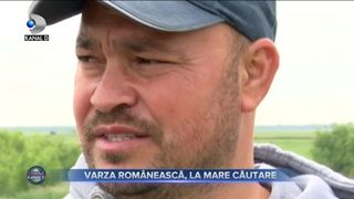 Varza romaneasca, la mare cautare