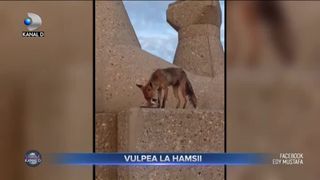 Vulpea la hamsii