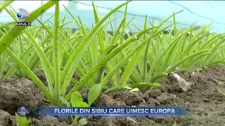 VIDEO - Tuberozele de Hoghilag ar putea fi certificate la nivel european