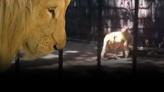 VIDEO - Animale slabe și chinuite șochează la Grădina Zoologică din Brăila