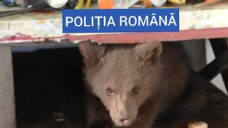 Șocant: Urs ținut captiv în casă de către un român. Poliția a găsit 40 de kilograme de carne de urs