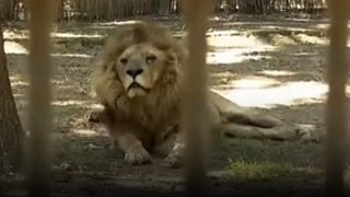 VIDEO - Anchete la Parcul Zoo din Brăila după zeci de pl&acirc;ngeri de la cetățeni