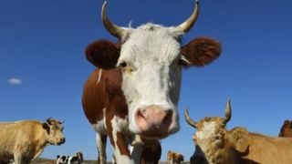 O bătrână din Suceava a murit după ce a fost împunsă de o vacă