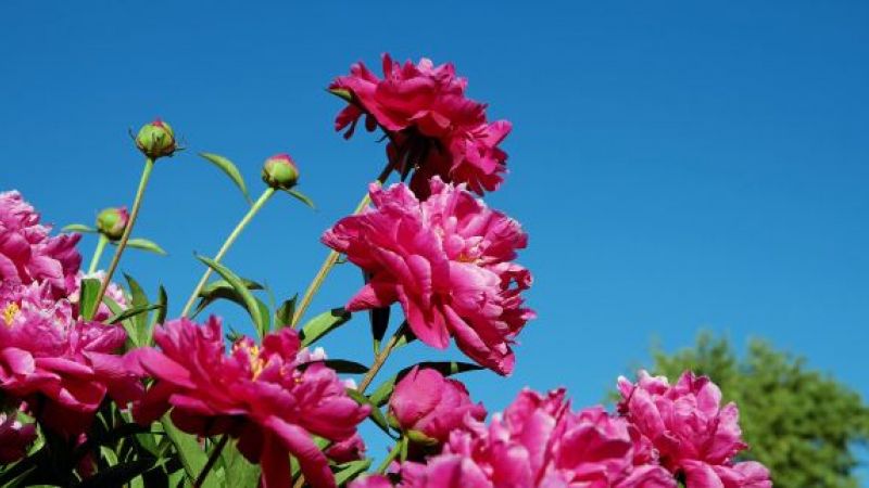 Rusalii 2021. Pe ce dată pică această mare sărbătoare în calendarul ortodox 2021