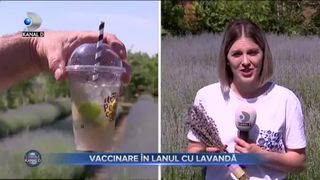 VIDEO - Imunizare în lanul cu lavandă. Un maraton pentru vaccinarea anti-COVID