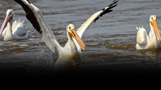 VIDEO - Stol de pelicani spulberat în Delta Dunării de un barcagiu pentru turiști