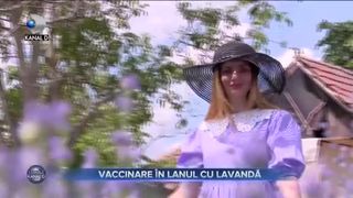 VACCINARE ÎN LANUL CU LAVANDĂ