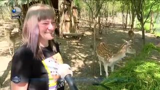 ACASĂ LA CERBII LOPĂTARI
