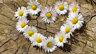 Mesaje de Rusalii 2021. Cele mai frumoase urări pe care să le trimiți cu ocazia acestei mari sărbători din calendarul ortodox