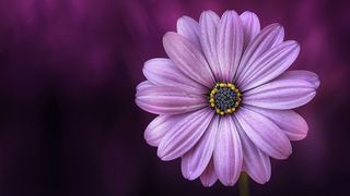 Mesaje de Rusalii 2021. Cele mai frumoase urări pe care să le trimiți cu ocazia acestei mari sărbători din calendarul ortodox