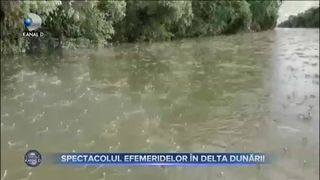VIDEO - Natura a oferit  un spectacol unic în Delta Dunării, cu efemeride