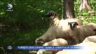 TURIȘTII DESCOPERĂ TAINELE OIERITULUI LA SIBIU