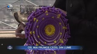 CEL MAI FRUMOS CĂȚEL DIN LUME