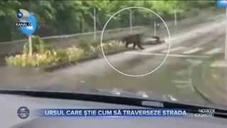 URSUL CARE ȘTIE CUM SĂ TRAVERSEZE STRADA