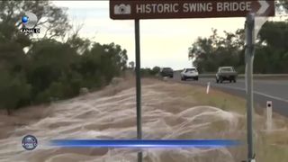 "APOCALIPSA PĂIANJENILOR" DUPĂ INUNDAȚII