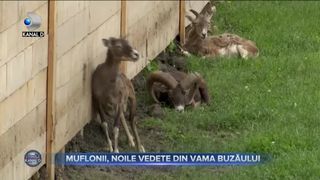 MUFLONII, NOILE VEDETE DIN VAMA BUZĂULUI