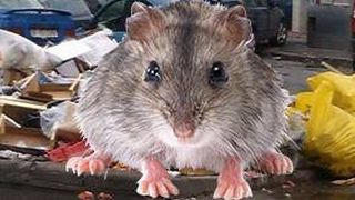 VIDEO - Gunoaiele de pe străzi din Capitală au atras șobolanii la vedere