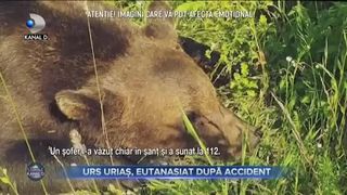 URS URIAȘ, EUTANASIAT DUPĂ ACCIDENT