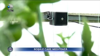ROȘIILE CARE MEDITEAZĂ