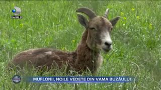 MUFLONII, NOILE VEDETE DIN VAMA BUZĂULUI