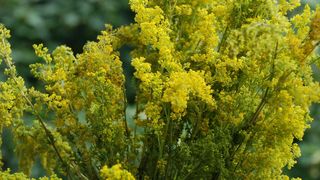 Se spală de Nașterea Sf Ioan Botezătorul, pe 24 iunie 2021? Mulți credincioși nu știu asta!