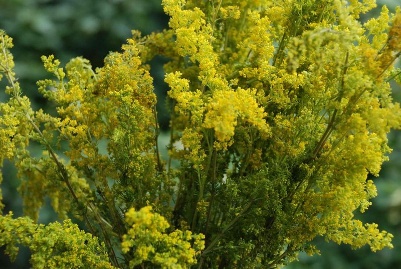 Se spală de Nașterea Sf Ioan Botezătorul, pe 24 iunie 2021? Mulți credincioși nu știu asta!