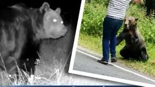 VIDEO - Urșii, din ce în ce mai multe întâlniri cu oamenii în habitatul natural