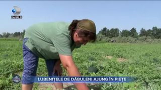 LUBENIȚELE DE DĂBULENI AJUNG &Icirc;N PIEȚE