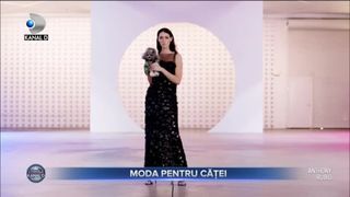 Moda pentru căței