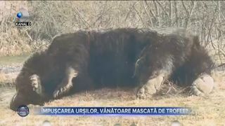 Împușcarea urșilor, vânătoare mascată de trofee