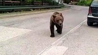 Incident șocant în centrul staţiunii Sinaia. Adolescentă, salvată din fața unui urs