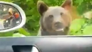 Turiști extrem de curajoși în Sinaia! Au filmat un urs care aproape a pătruns  în maşina în care se aflau (VIDEO)